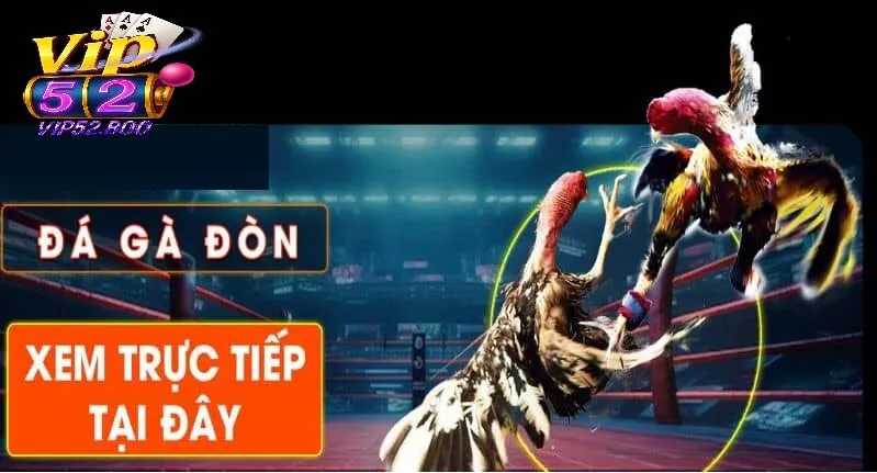 Trực Tiếp Đá Gà Đòn - Thế giới đá gà đỉnh cao kịch tính Hướng dẫn nhanh để tham gia xem Trực Tiếp Đá Gà Đòn tại Vip52